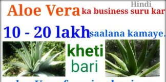 How to Start Aloe Vera Farming सारी जानकारी in Hindi