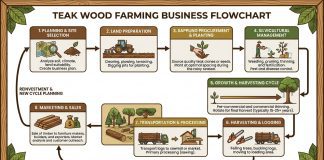 Teak Wood Farming Business Flowchart image