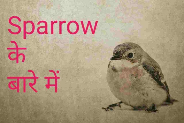 About Sparrow in Hindi