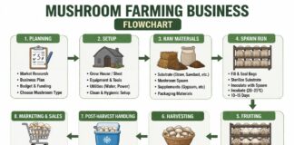Mushroom Farming Business (Low Investment & Setup Cost) Mushroom Farming Business (Low Investment & Setup Cost)