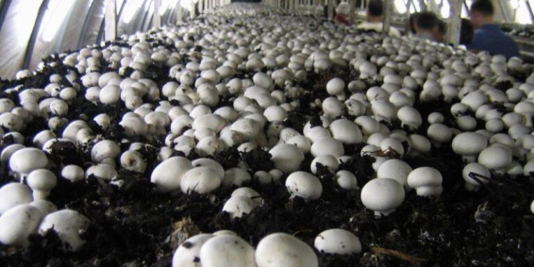 Start Mushroom Farming Business in Hindi