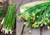 Health of Chives in Hindi