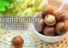 Benefits of Macadamia Nuts in Hindi