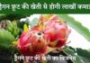 Dragon Fruit Business plan in Hindi