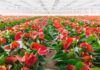 Anthurium Flower Farming Business plan in Hindi