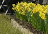 fastnews Daffodils