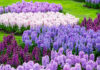 Hyacinths Planting in hindi