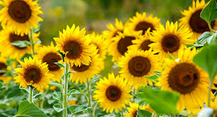 Sunflowers in hindi
