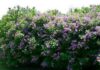 Lilacs Planting, Growing, Seeds and Caring
