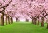 Cherry blossoms in hindi