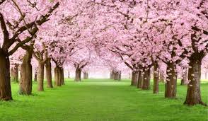 Cherry blossoms in hindi